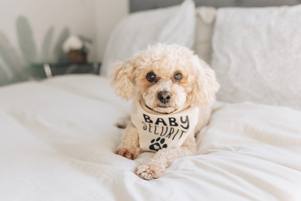 Oakland Photographer includes pets in newborn session