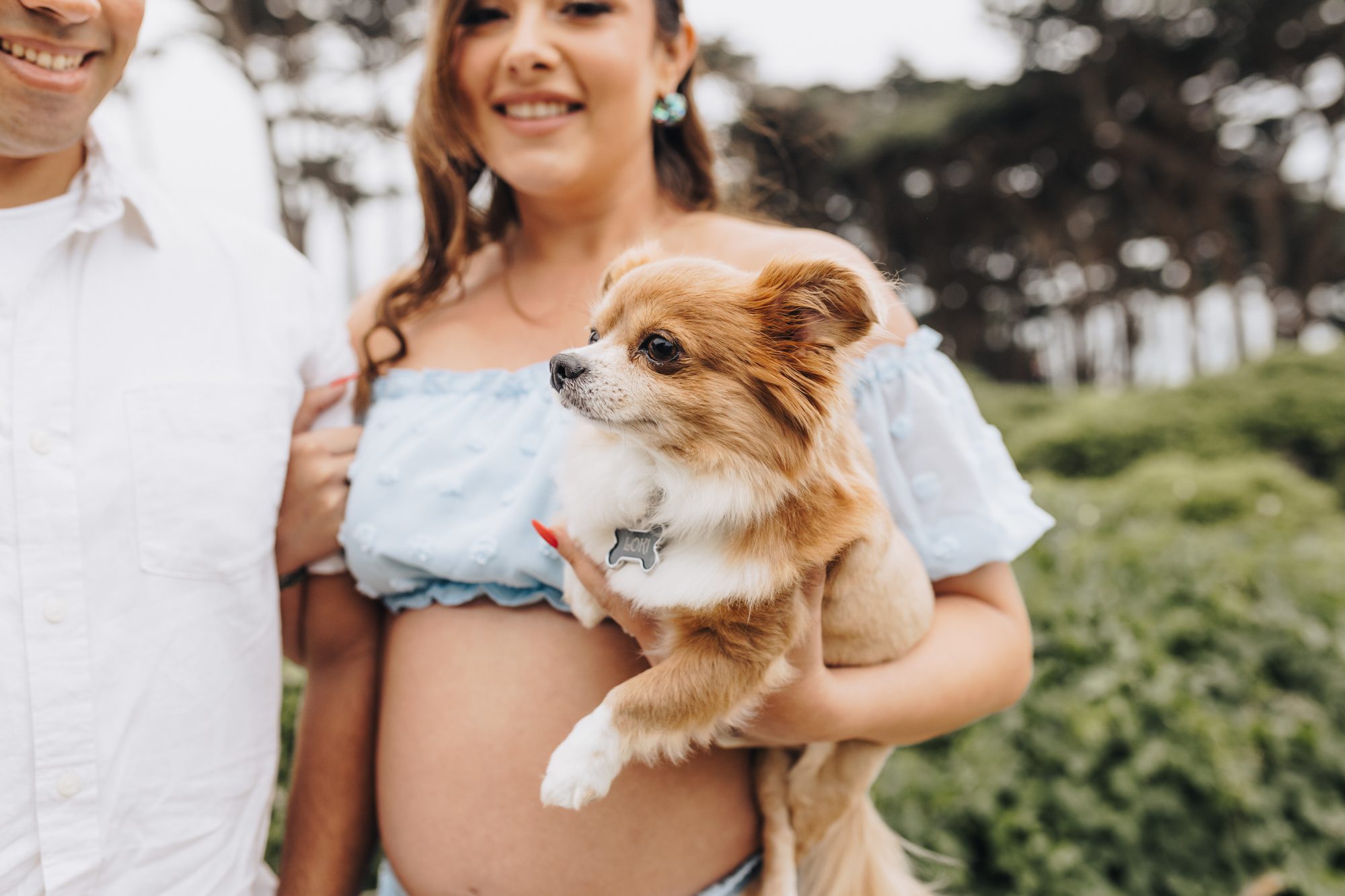 A small dog is held by it's owner at a Maternity Session at Lands End, San Francisco